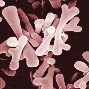 Bifidobacterium Kefirwala 
