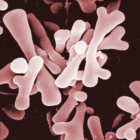 What Is Bifidobacterium? How To Get It? - KefirWala